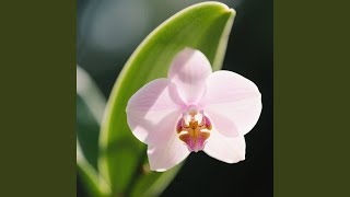 Download lagu Masih Menghitung Hari mp3