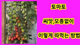 토마토 씨앗,모종없이 이렇게 따먹는방법,~재배방법,키우기, 솔림농원 비닐하우스텃밭,주말농장,방울토마토 농사