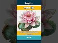water lily - a flower that floats on water... video thumbnail