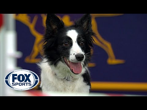 border collie-nak le kell fogynia zsírvesztés elme erő