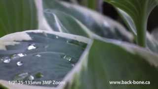 Ribcage: 1/2″ 25-135mm 3MP Zoom Sample