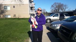 Help Stray Animals - Public service announcement