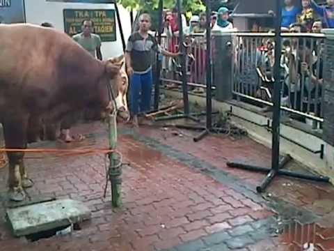 Tingtur gandum untuk melangsingkan tubuh Cara cepat membakar lemak