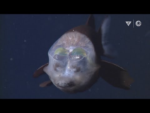 image-What are the names of the deep sea animals?