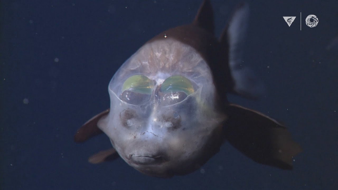 MBARI's Top 10 deep-sea animals thumnail