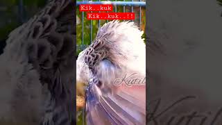 Download lagu Birahi Tinggi Minta kawin #shorts #kutilanggacor mp3