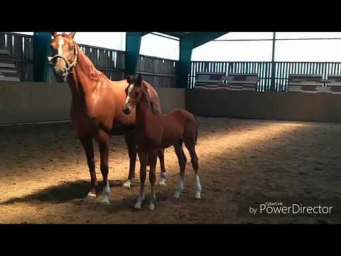 *Hengstfohlen 2018 v. Goldberg x SPS Brentano