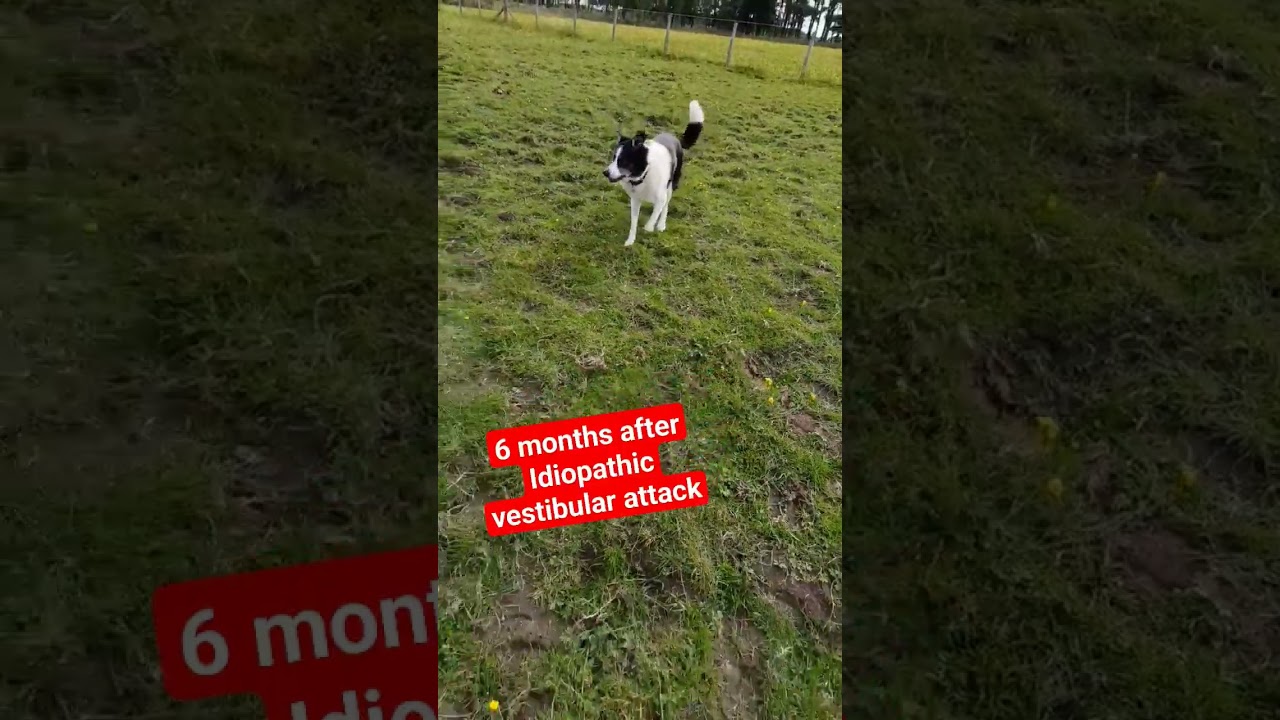 How long can cats live with vestibular disease? Tipseri