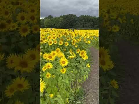 Sunflower fields #mentalhealth #meditationmusic #summer #sunflower #family #love