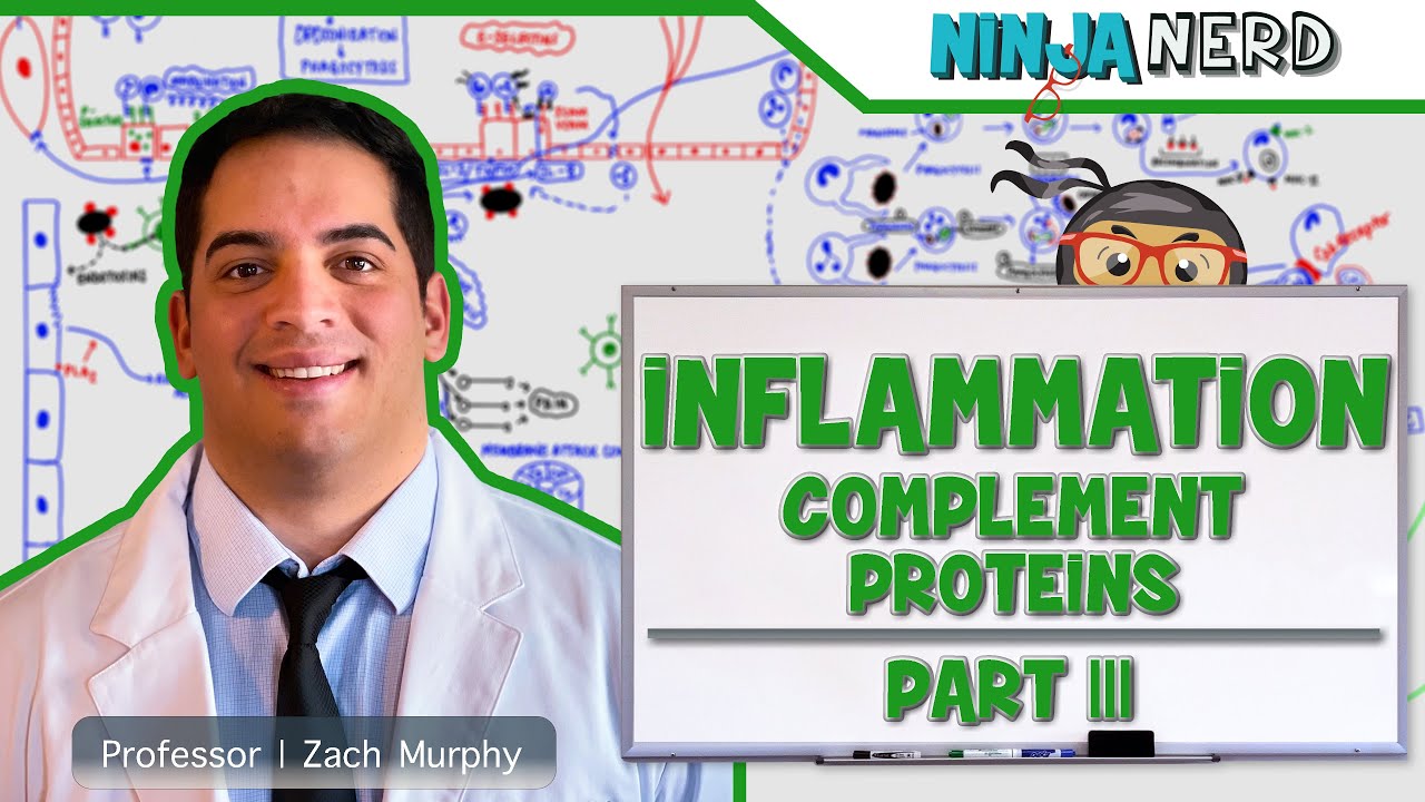 Immunology | Inflammation: Complement Proteins: Part 3
