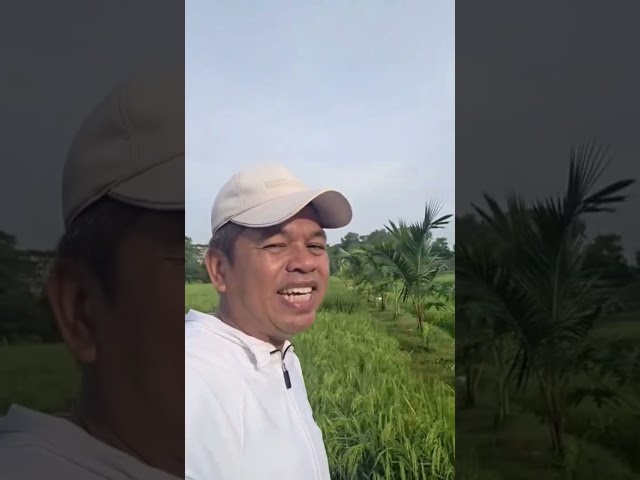 DANGKAL NAMUN TETAP TUMBUH | KETIMBANG DALAM NAMUN HAMPA ARTI