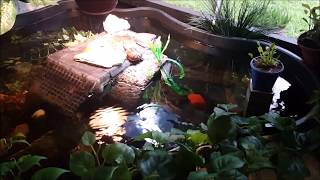 COOLEST PATIO TURTLE POND KNOWN TO MAN!! My Turtles Got An Upgrade