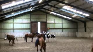 preview picture of video 'Horse herd behavior | HRM Academy'