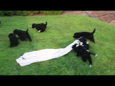 Emerald Acres Bernese