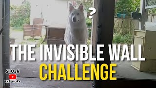My husky attempts the invisible wall challenge...