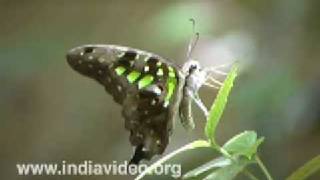 Tailed Jay or Graphium Agamemnon