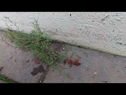 Lots of Ant Activity on the Side of the Home in Beach Haven, NJ