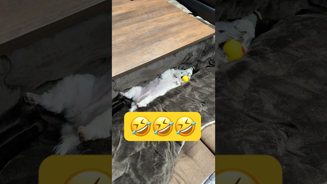 疲れすぎるとこうなる🤣🤣🤣#shorts #可愛い犬 #マルチーズ