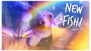 We Add a Dog Face Puffer to Gordon’s Predator Red Sea Reefer 250