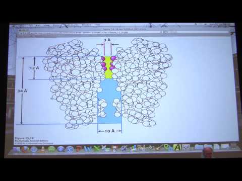 #32 Biochemistry Nerve Transmission/Mitochondria Lecture for Kevin Ahern's BB 451/551