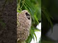 European Penduline Tit Remiz Pendulinus Birds Funnyanimals Wildlife Nest Birdsnest