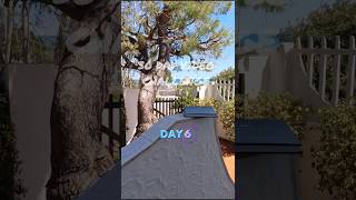 Day 6 of a 30 day video challenge inspired by @ShortPocketMonster #giveaway #pokemon #italy #ai