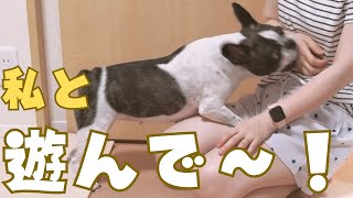 ママに戦いを挑むフレブル🐶