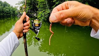 Just Shut Up and Fish | Ultralight Fishing with Live Worms for Whatever Bites