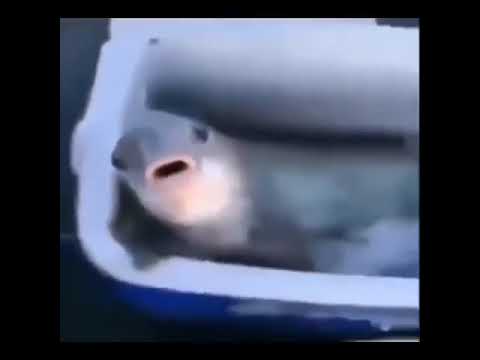Suck my sausage - Dead Fish