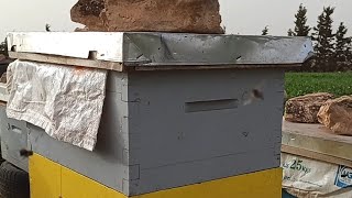 الجزائر مباشر تربية النحل 2026/02/12
