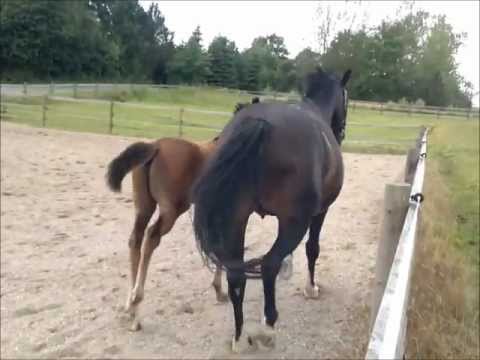 Daughter of Uno Don Diego 1.wmv