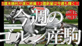 今週のゴールドシップ産駒 (09/12,13)【3歳未勝利が遂に終幕！2歳新星は今週も輝く！／マイネルグリモアほか】