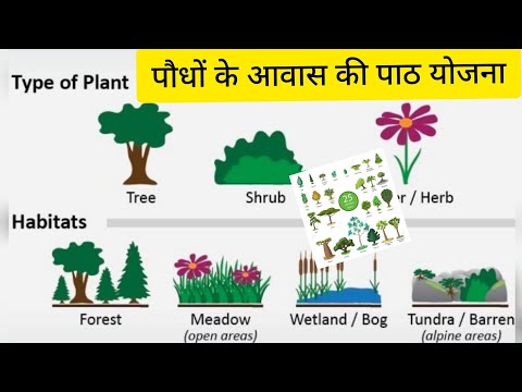 पौधों के आवास की पाठ योजना !paudhon ke aavaas ki path yojana !Plant housing lesson plan Video