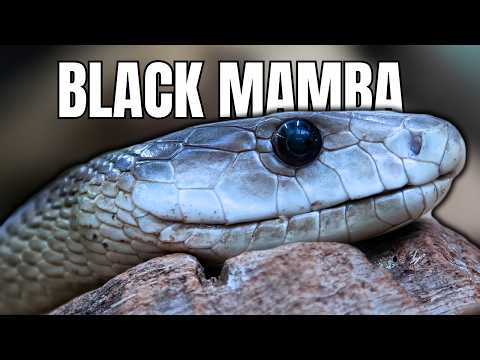 Why The Black Mamba Is the World's Deadliest Snake