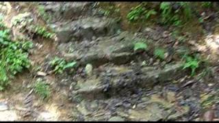 preview picture of video 'Cockscomb Reserve, Stann Creek District, Belize - Jungle'