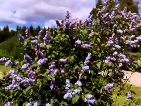 Iltatuulen Viesti - Korsuorkesteri