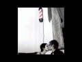 Tiger lou - Hey Lover 