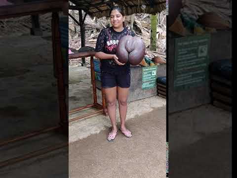 Coco De Mer, Vallee De Mai National Park, Seychelles