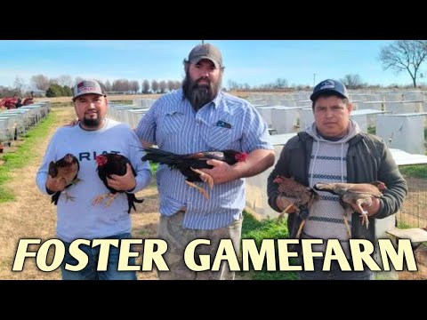 Foster Kelso Yellow Leg Penny Hatch - FOSTER FARM - Oklahoma