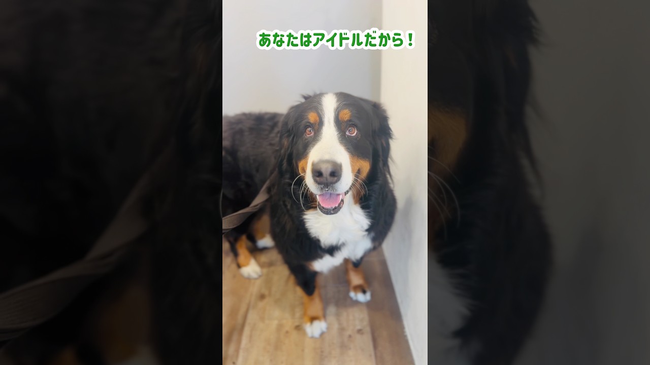 おにぎり屋さんで「アイドル」と言ってもらったバーニーズ🐾