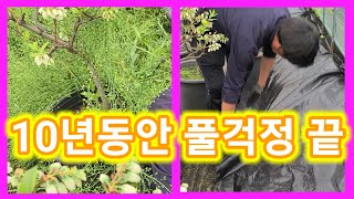 10년동안 풀걱정 끝~풀만 잡아도 농사일 거져 먹습니다 제초매트와 부직포로 비닐하우스 안팎 10년동안 풀안나…