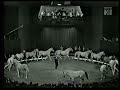 Circus Schumann Horses 3