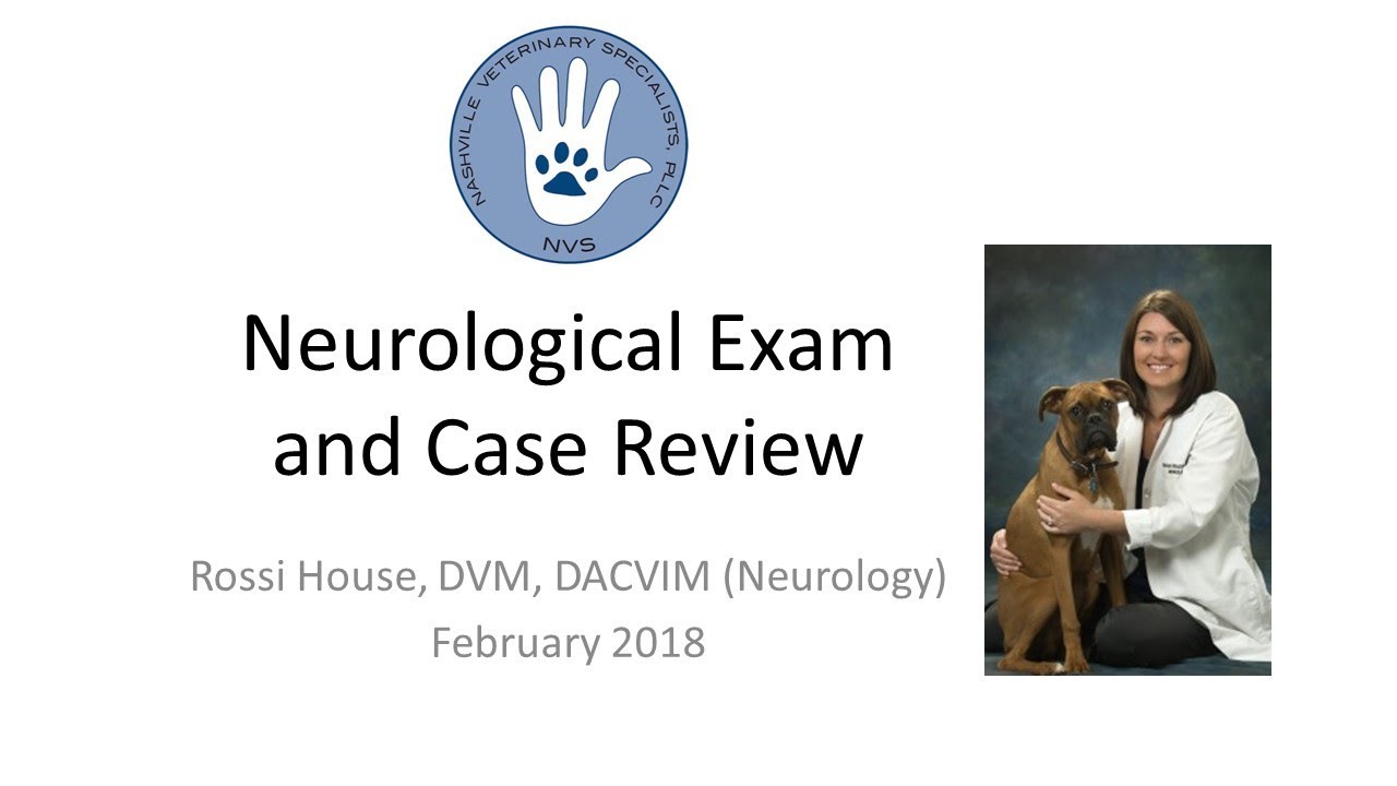 How much is a neurological consult for a dog?