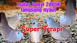 Download lagu SUPER TERAPI sangat ampuh mengatasi perkutut malas bunyi dan macet bunyi mp3 Download lagu SUPER TERAPI sangat ampuh mengatasi perkutut malas bunyi dan macet bunyi mp3