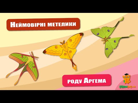 🍀 Дива природи. Явища навколо нас. Метелики роду Аргема 🌏