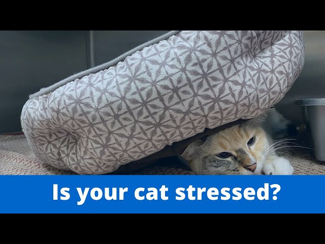 If Your Cat Urinating Out Of The Box?? It Could Be Due To Stress!