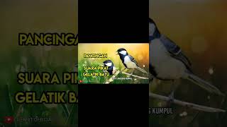 Download lagu Suara Pikat Burung Gelatik Batu #shots #shortvideo #gelatik mp3 Download lagu Suara Pikat Burung Gelatik Batu #shots #shortvideo #gelatik mp3