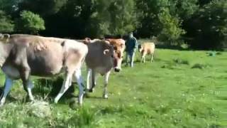 preview picture of video 'Happy cows'