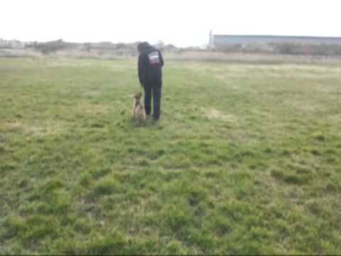 Hannibal z Medvedej Doliny