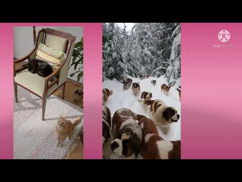 quit act and dog🥰